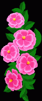 Prairie rose